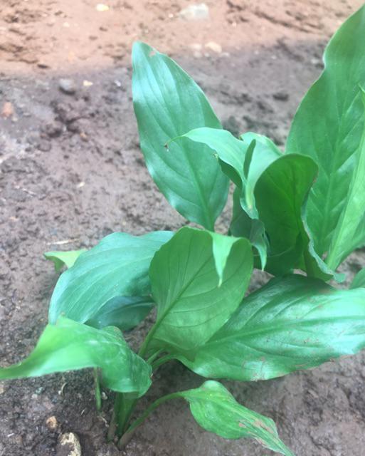 Tanaman Bunga Peace Lily Spethiphyllum Atau Sepatu Fillum