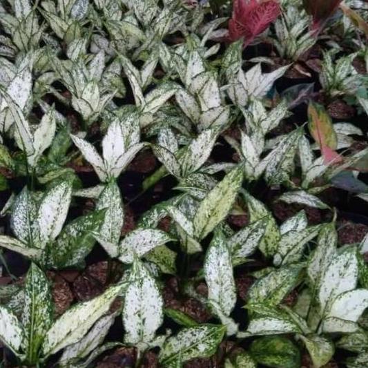 Tanaman hias aglonema snow White - aglonema salju Tanaman Murah / Tanaman Aglonema / Tanaman Aglonem