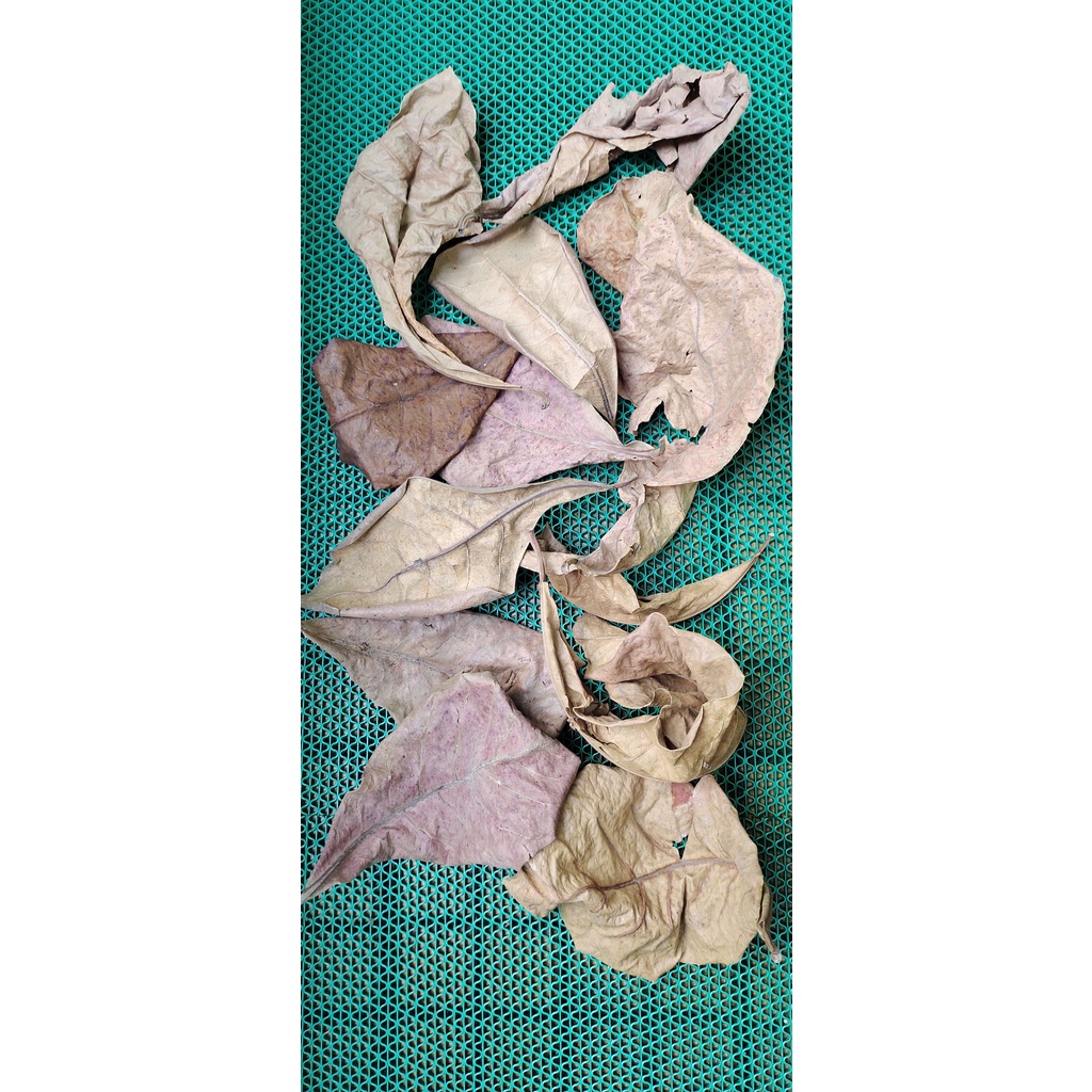 Daun Ketapang ketepeng channa, cupang, guppy ikan hias obat ikan