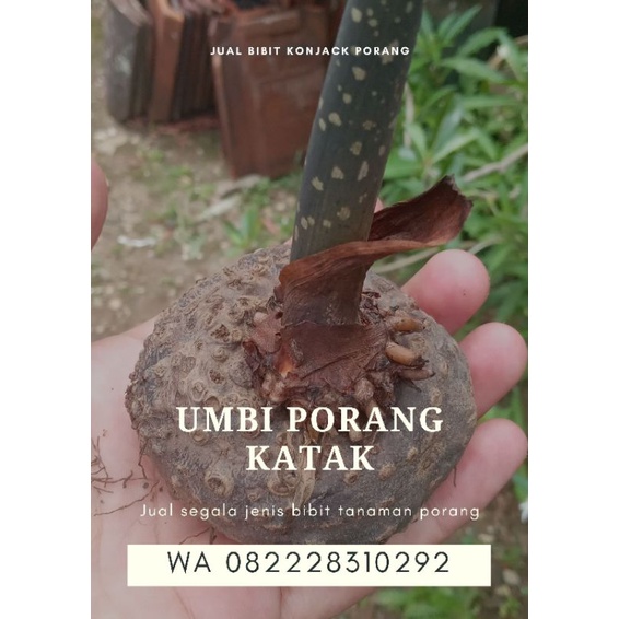 bibit porang umbi porang konjac katak porang 1kg