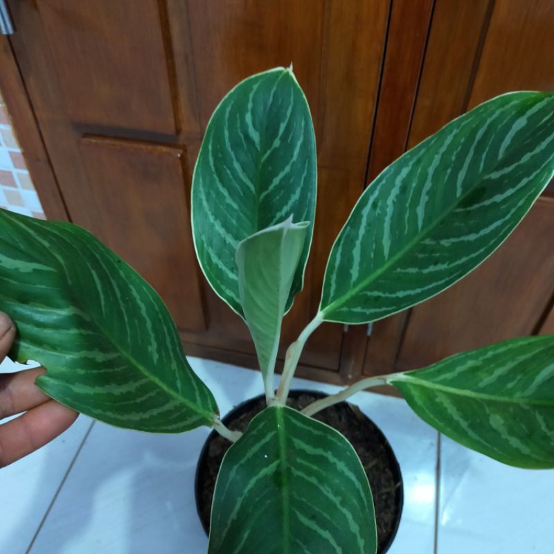 tanaman hias blanceng zebra - blanceng zebra