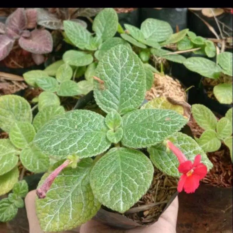 pohonan episcia