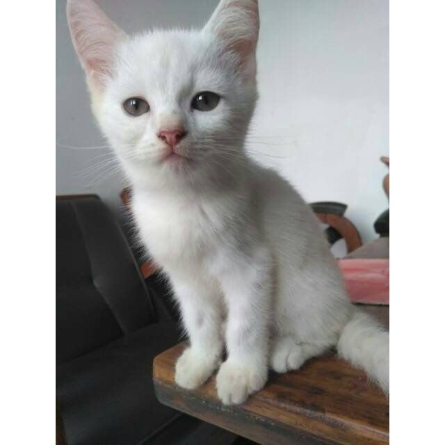 KITTEN BETINA PERSIA MEDIUM SHORT HAIR