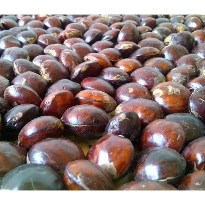 

Jengkol Super 1 kg - FreshMart