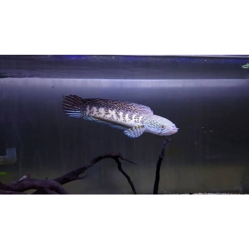 Channa Auranti 15-17cm