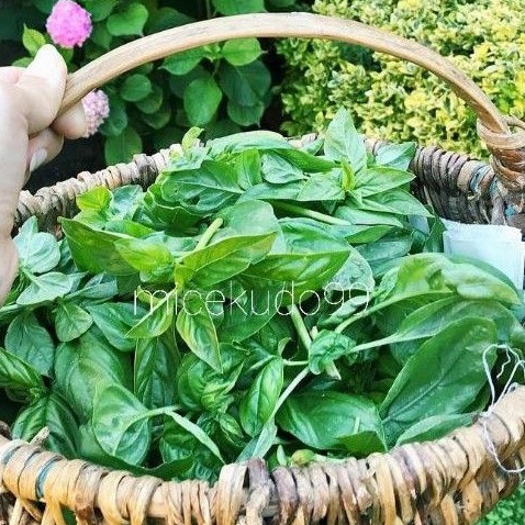 

DAUN BASIL ORGANIK SEGAR 100 GRAM / BASIL LEAVES ORGANIC LEAF HERB