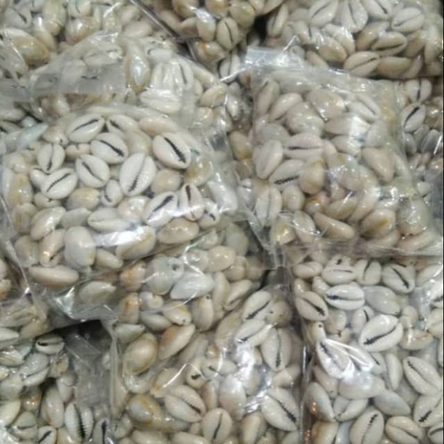 

Biji congklak dari kerang isi 100/bungkus