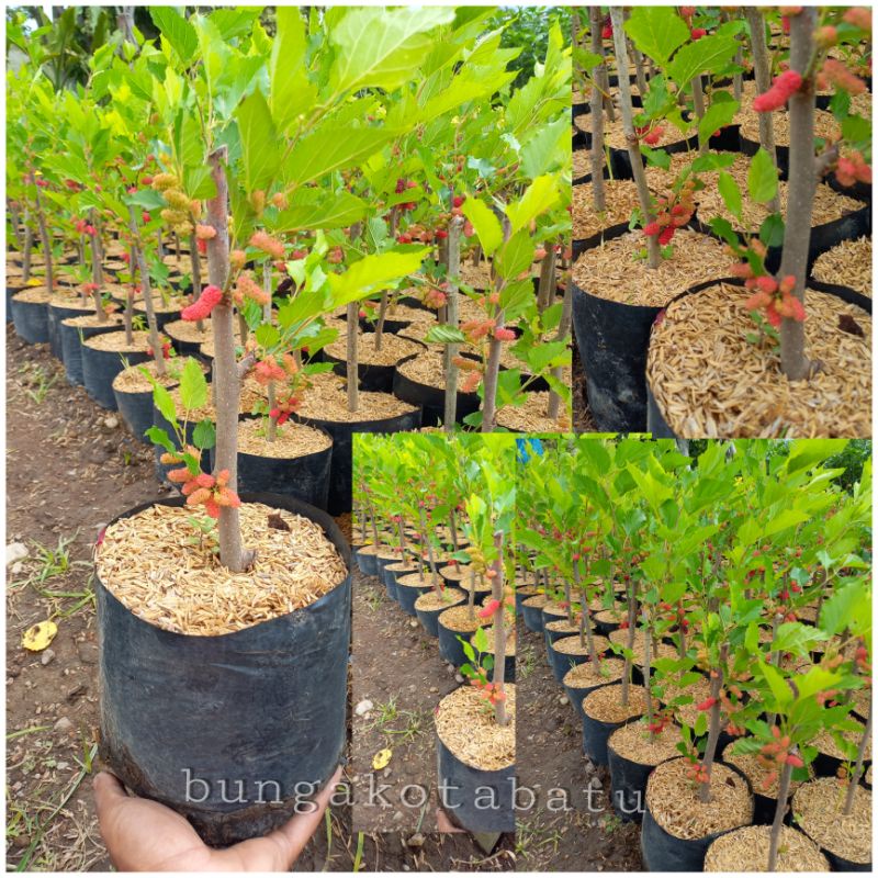 Bibit Buah Murbei Sudah Berbuah