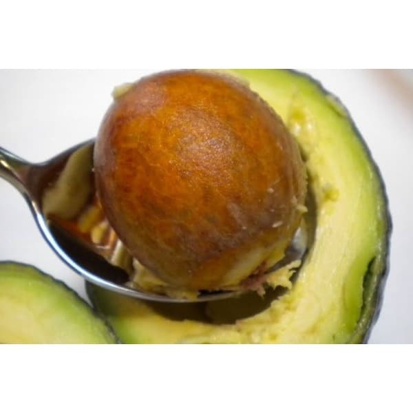 Biji Alpukat Benih Alpukat Biji Alpokat Bibit Alpukat