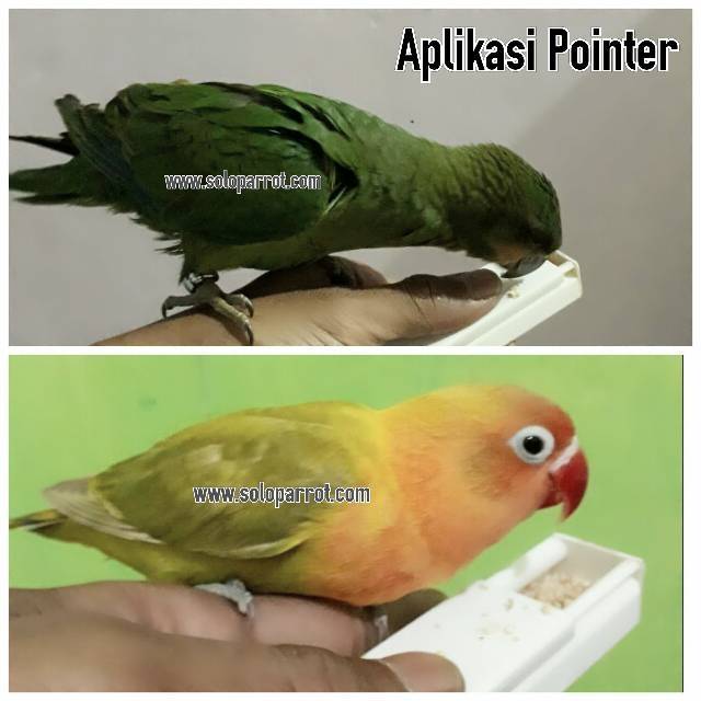 Pointer untuk Burung Parrot
