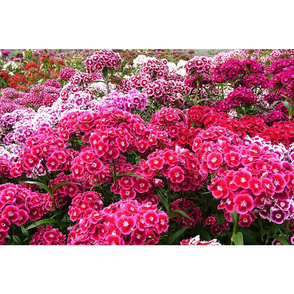 Benih Bibit Biji - Bunga Sweet William Auricula Eyed Flower Seeds - IMPORT