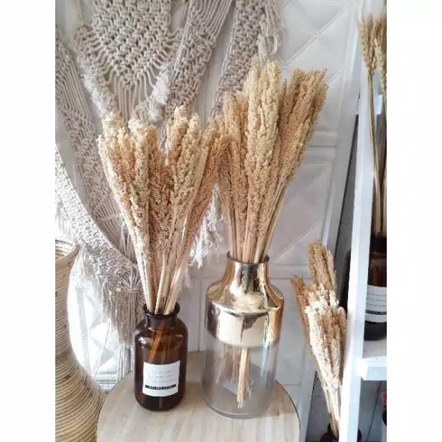 Jual Batang Bunga Cantel Sorgum Dried Flower Dry Flower Bunga Rustic