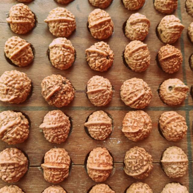 Jenitri Ganesha rudraksha