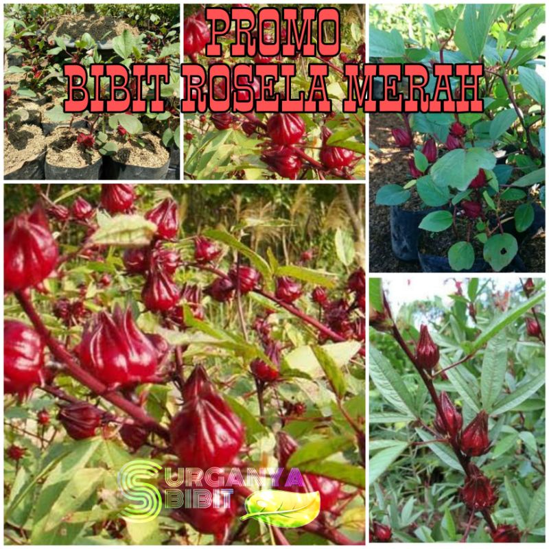 PROMO BIBIT ROSELLA MERAH