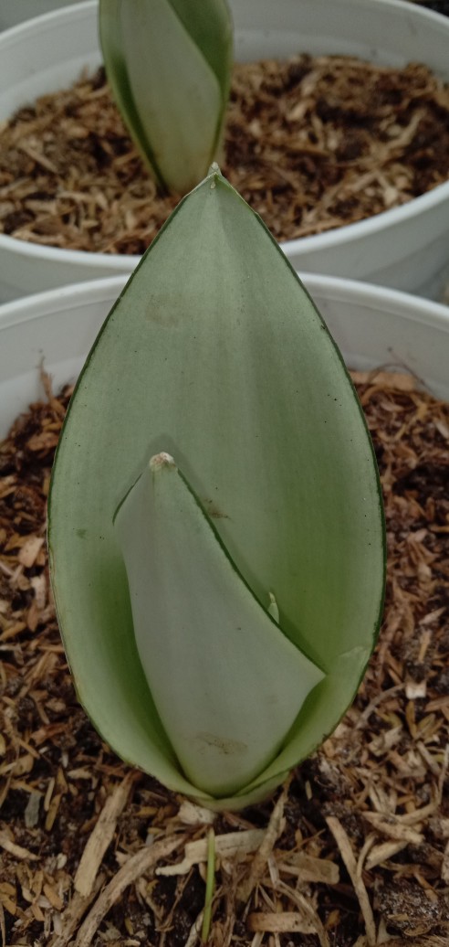 Sanseviera Moon Shine Lidah Mertua Mousen Tanaman Indoor - Nabata