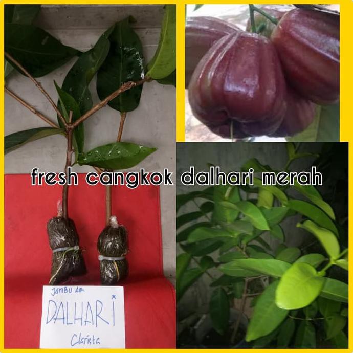 $_$ Bibit Cangkok Jambu Air Dalhari Merah Product