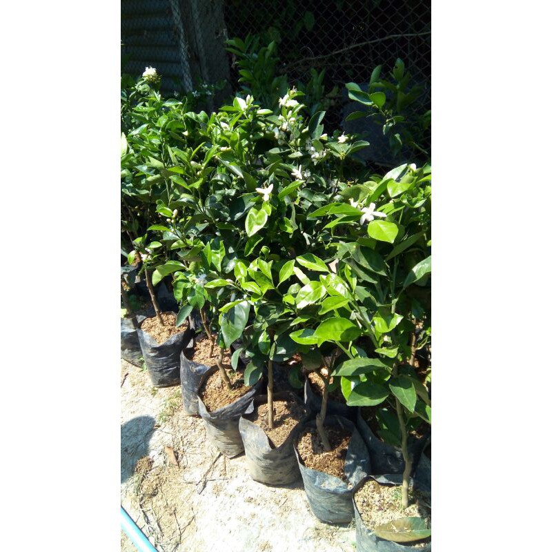 BIBIT JERUK KEPROK SIEM KONDISI BERBUAH