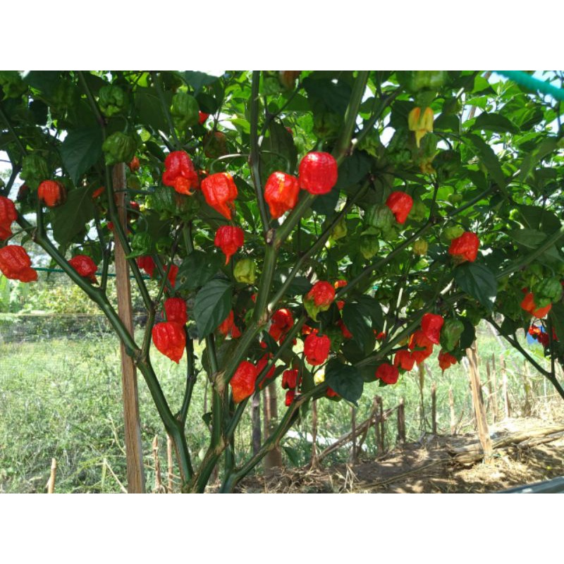 200 Butir Biji Cabe Carolina Reaper + Tester 3 Buah Cabe Kering Carolina Reaper ( Cabe Terpedas di D