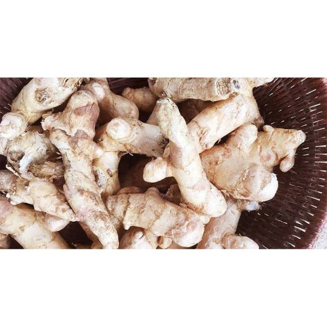 

terbaru kunyit putih asli segar