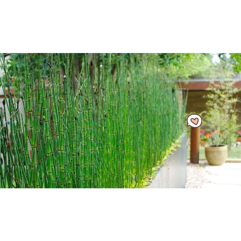 Tanaman Hias Bambu Air - Pohon Bambu Air ( Tanaman hias hidup indoor murah hiasan rumah taman- Bunga