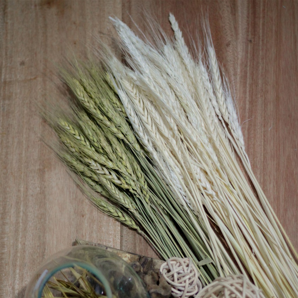 Dried Flower Gandum 5 Pcs Bunga Kering Import Shopee Dried Flower Gandum 5 Pcs Bunga Kering Import Shopee