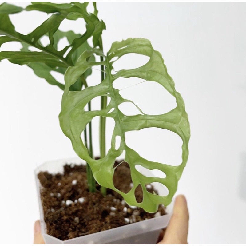 Promo Bibit Bonggol Monstera Obliqua bibit termurah asli monstera