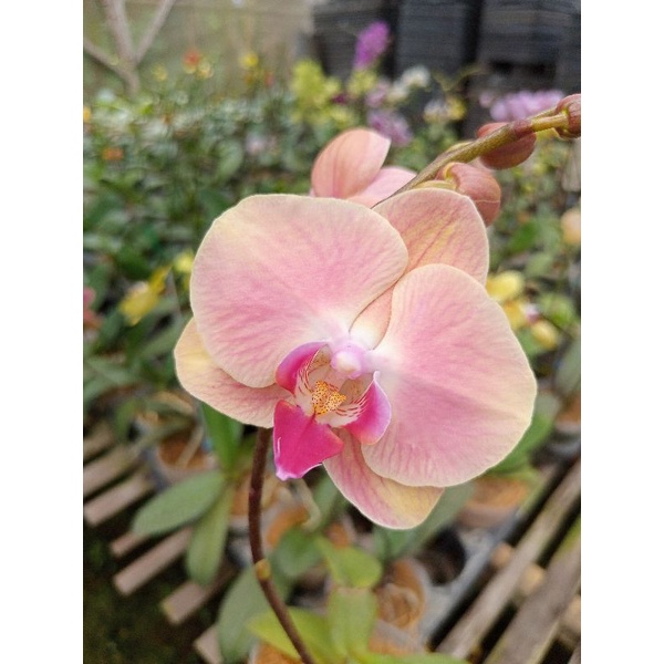 anggrek bulan afkiran peach phalaenopsis hybrid bunga medium kondisi knop mekar