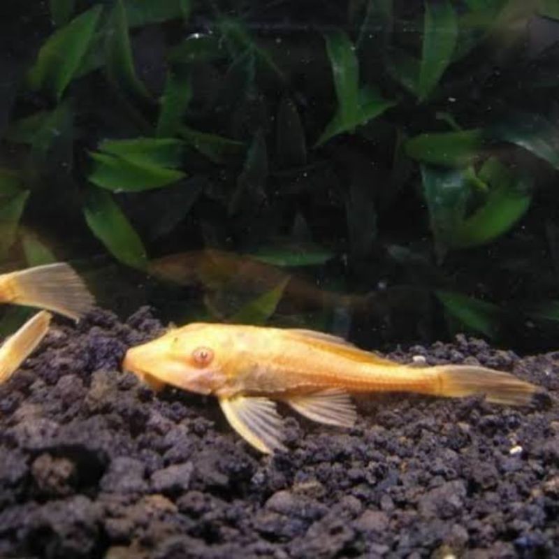 ikan sapu sapu albino
