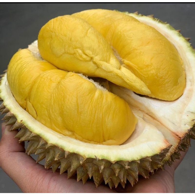 Entres durian musang king Entris untuk bahan sambung okulasi
