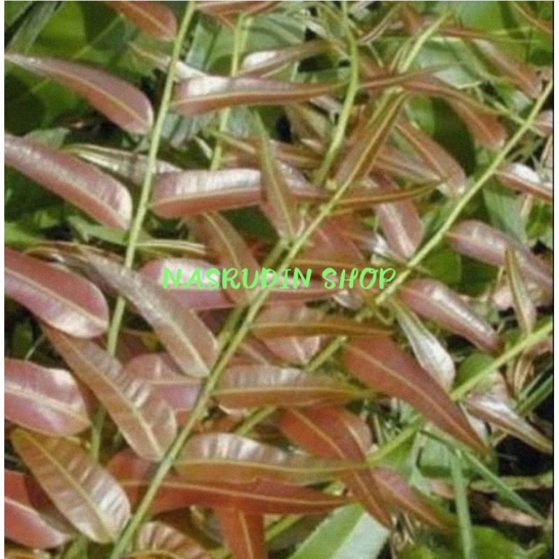 

DAUN PAKIS LEMIDI PAKIS SAYUR / PAKIS LEMIDING / PAKIS RAMIDING / STENOCHLAENA PALUSTRIS / KELAKAI / KALAKAI / PAKIS MERAH / LAMIDIN / PAKU HURANG / REMIDING / PAKIS BANG / BAMPESU / BEMPESU / MAJA MAJANG / WAWESU