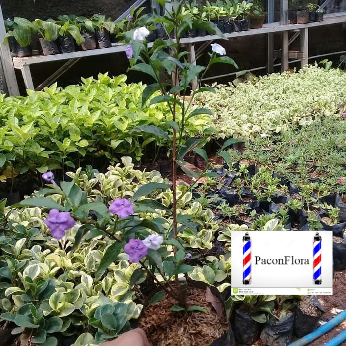 MURAH tanaman hias bunga melati costa - melati costa