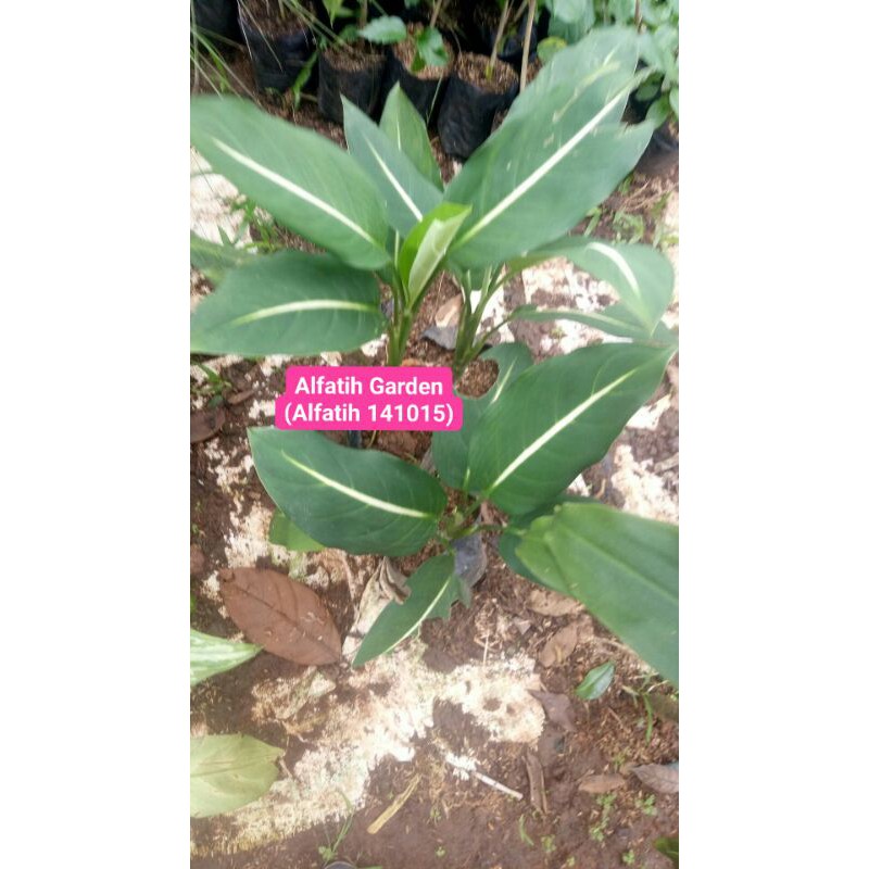 PROMO // Tanaman hias diven gurita-Tanaman hias-Diven gurita-PROMO Tanaman hias diven gurita