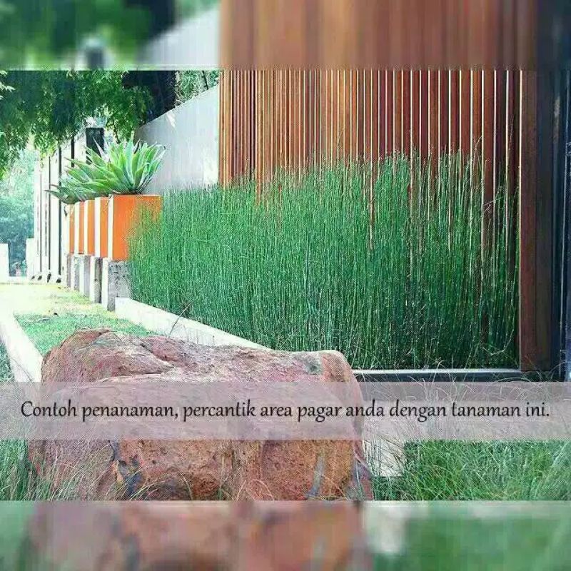 Tanaman hias  bambu air murah harga per 1 polybeg..