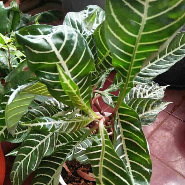 Aphelandra Squarrosa I Daun Zebra