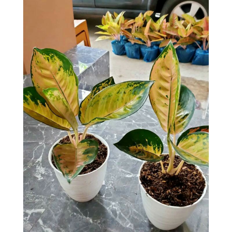 aglonema sultan brunai dewasa / remaja daun rimbun