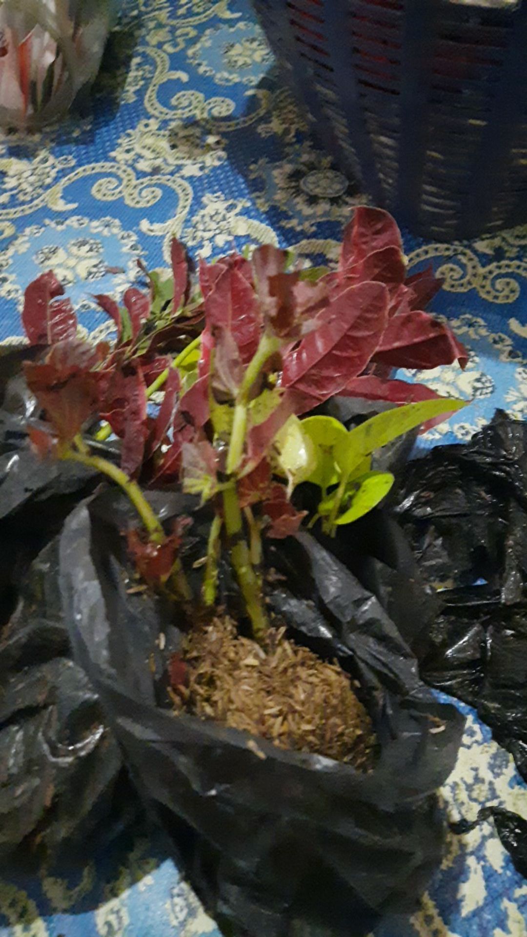 Tanaman Hias Begonia Tanaman Bunga Begonia