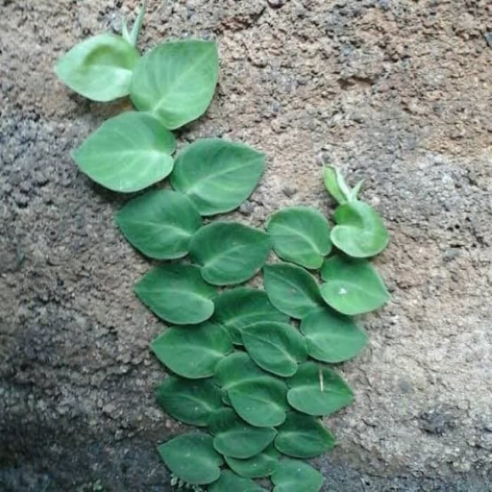 tanaman hias dollar daun besar - dollar rambat