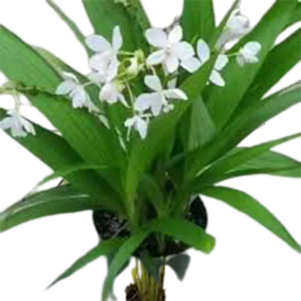 ANGREK TANAH BUNGA PUTIH / ANGGREK TANAH