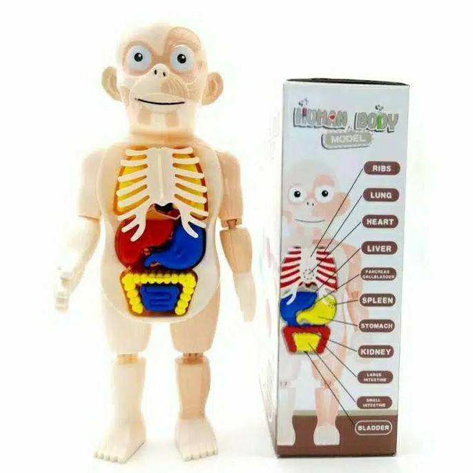 puzzle 3D Human Body Model