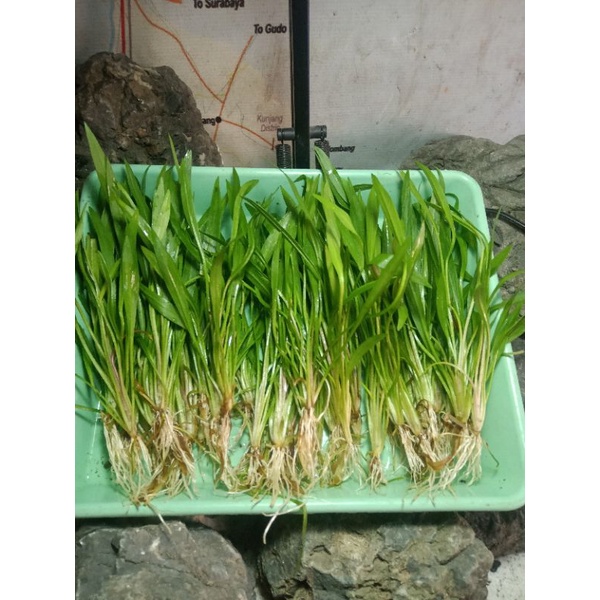 echinodorus angustifolius