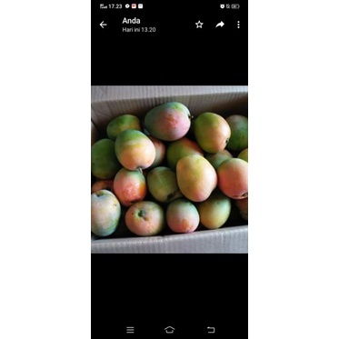 

mangga gedong gincu