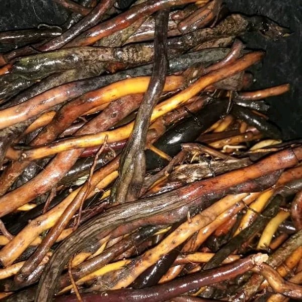 

Ready AKAR POHON AREN AKAR KAWUNG OBAT HERBAL FRESH 100gram
