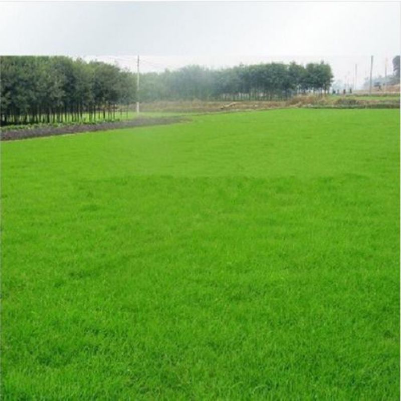 Bibit Rumput Golf Bermuda Grass Rumput Swiss