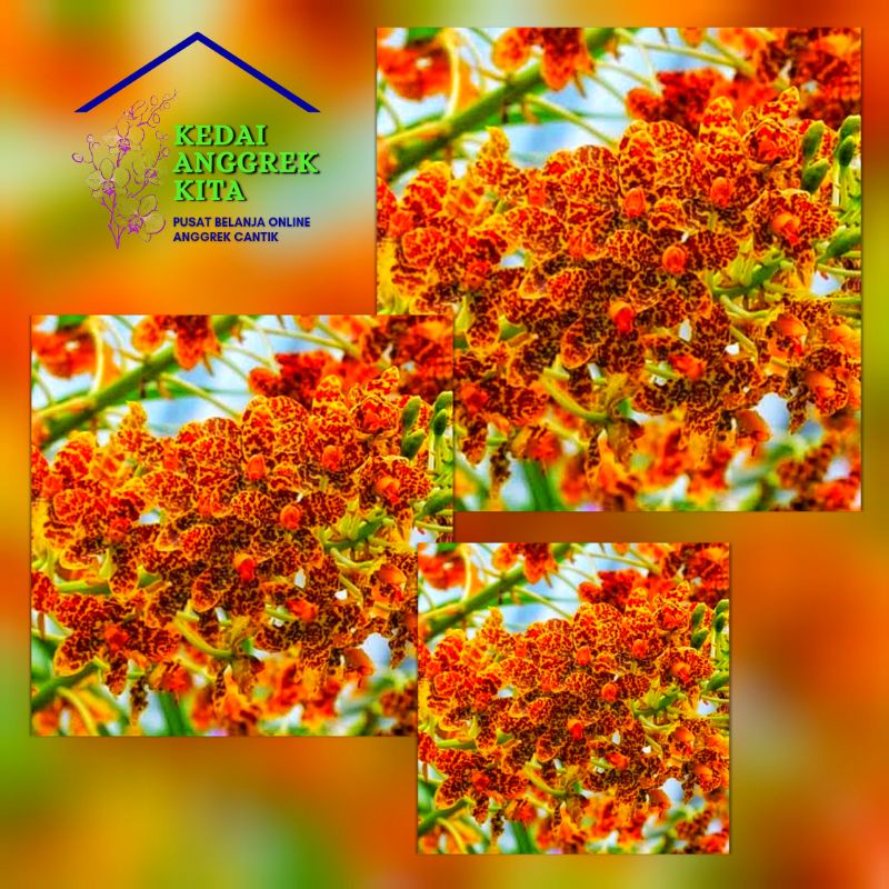 anggrek gramma grammatophyllum dalam botol "speciosum"