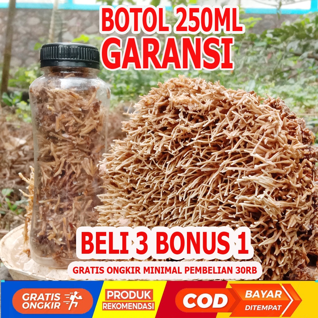bibit Jamur Jakaba