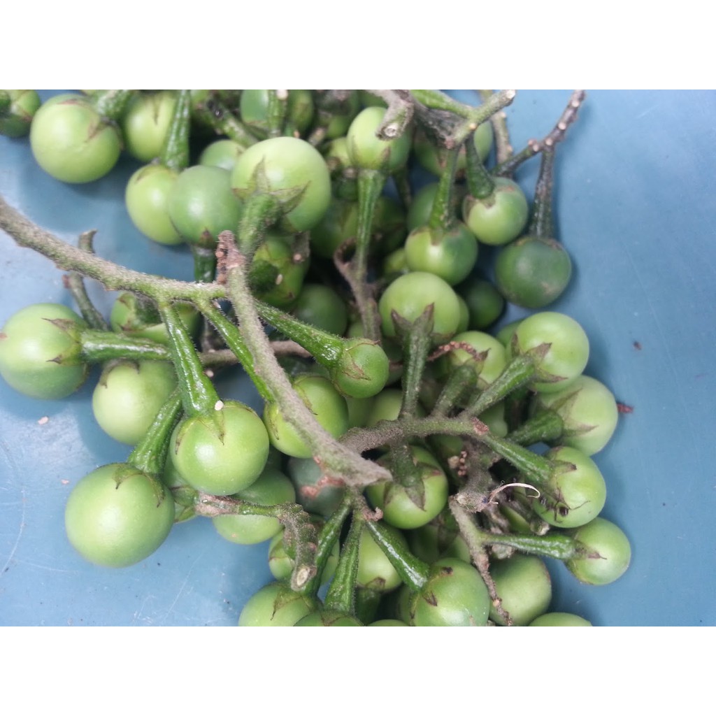

Buah Takokak / Tekokak / Solanum Torvum / 250Gram