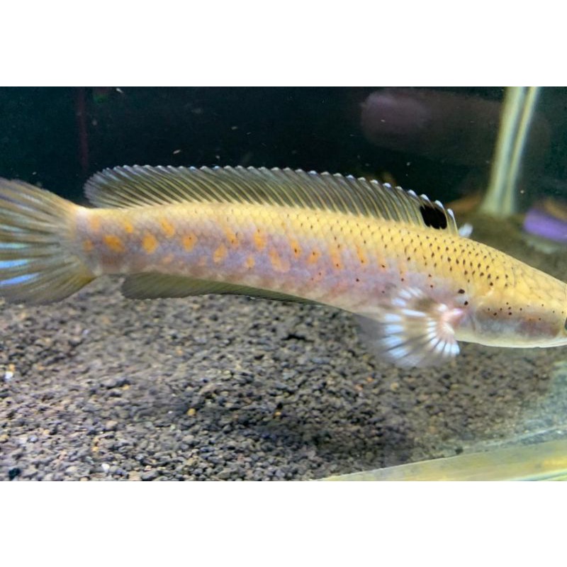 Channa pulchra full yellow spot