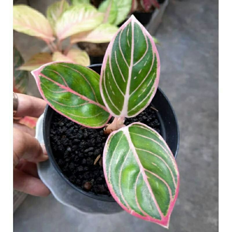 Aglonema Minion Baby/anakan