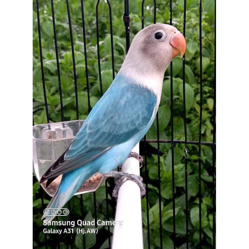 LOVEBIRD Biola Blue Paud