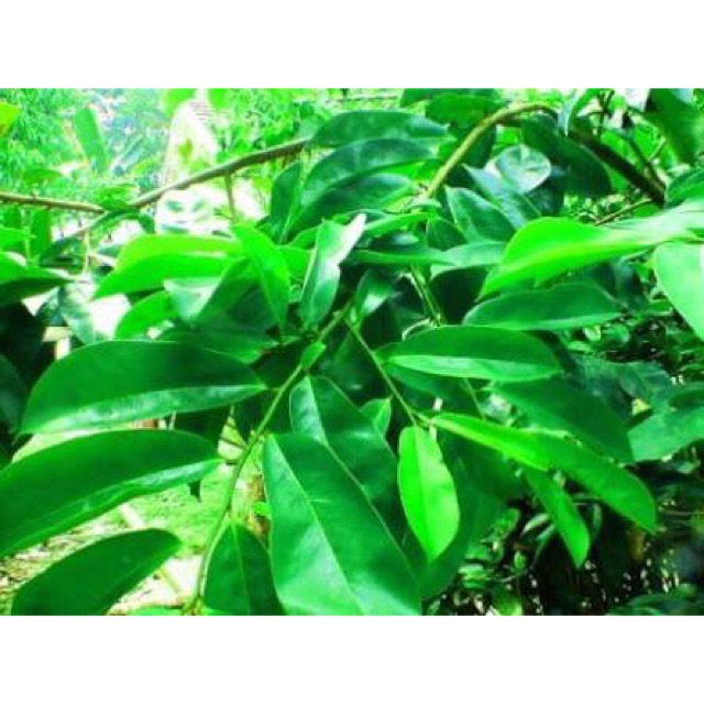 Jual Daun Sirsak Segar Gr Shopee Indonesia